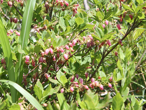 Menziesia multiflora var. longicalyx