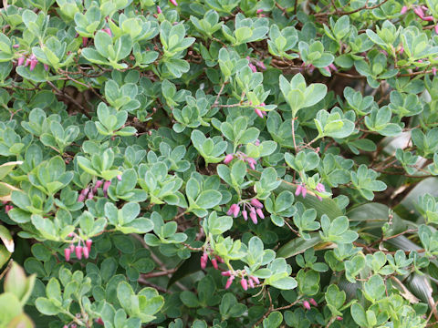 Menziesia multiflora var. longicalyx