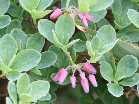 Menziesia multiflora var. longicalyx