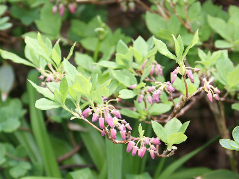 Menziesia multiflora var. longicalyx