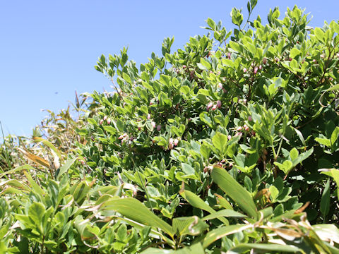 Menziesia multiflora var. longicalyx