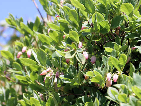 Menziesia multiflora var. longicalyx