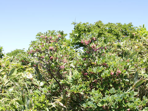 Menziesia multiflora var. longicalyx