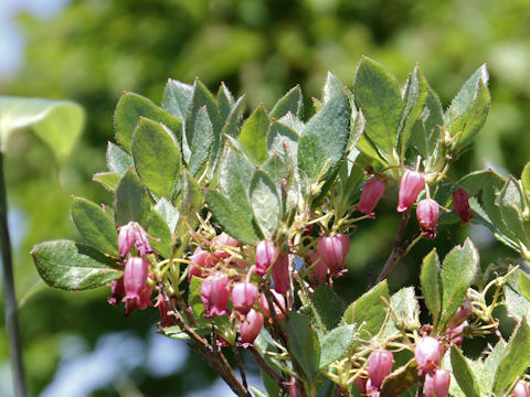 Menziesia multiflora var. longicalyx