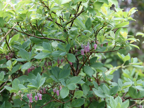 Menziesia multiflora var. longicalyx