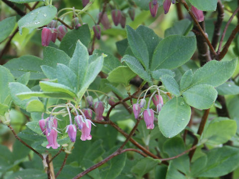 Menziesia multiflora var. longicalyx