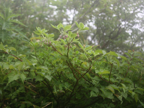 Menziesia multiflora var. longicalyx