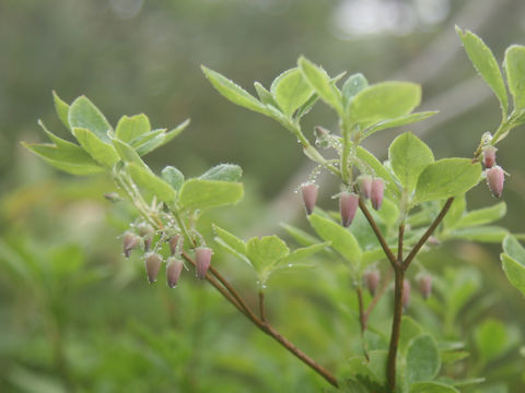 Menziesia multiflora var. longicalyx