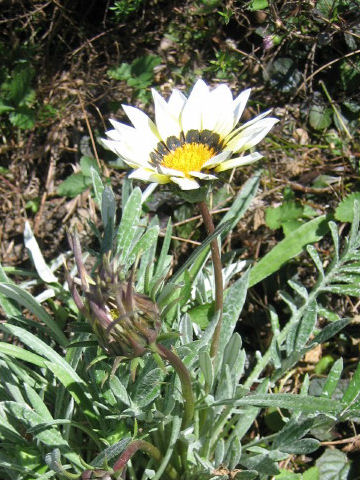 Gazania sp.