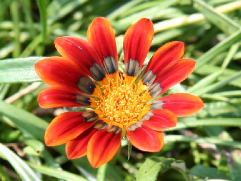 Gazania sp.