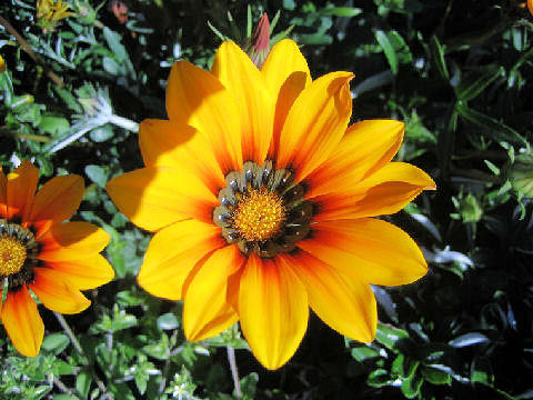 Gazania sp.