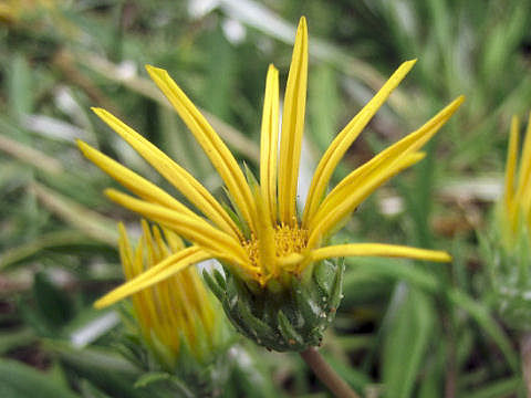 Gazania sp.