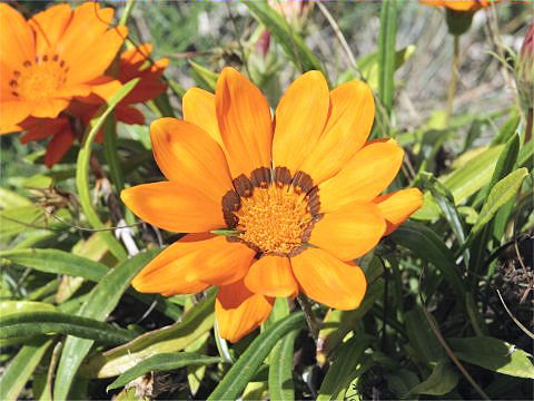 Gazania sp.