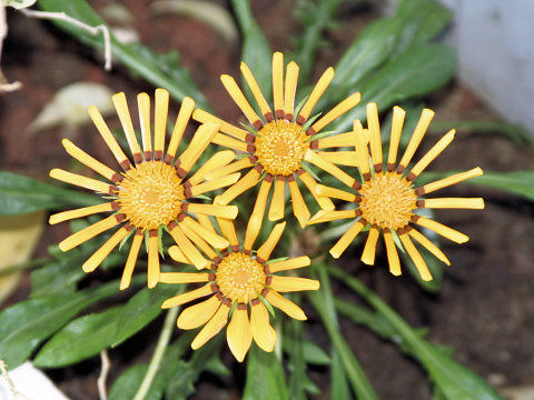 Gazania sp.