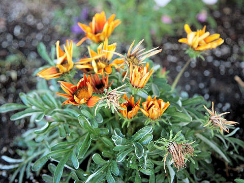 Gazania sp.