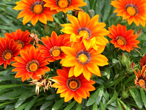 Gazania sp.