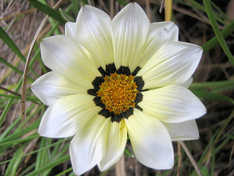 Gazania sp.