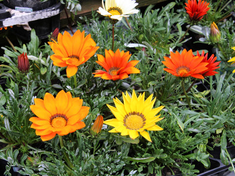 Gazania sp.