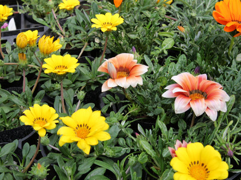 Gazania sp.