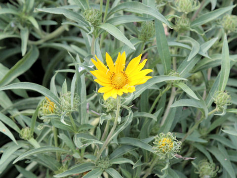 Gazania sp.