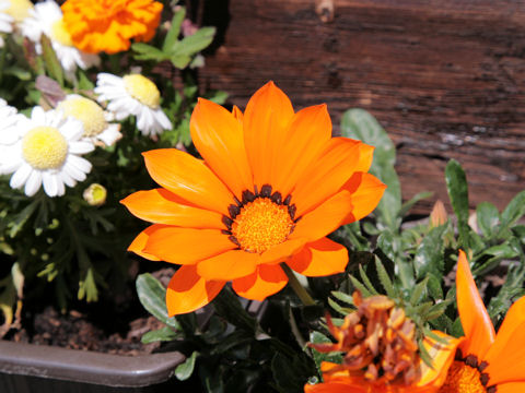 Gazania sp.