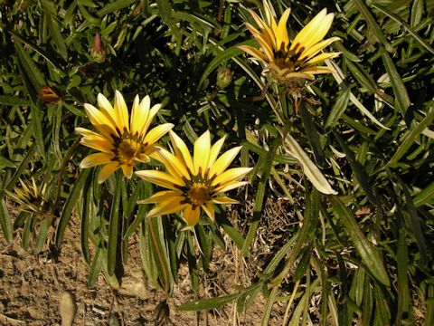 Gazania sp.