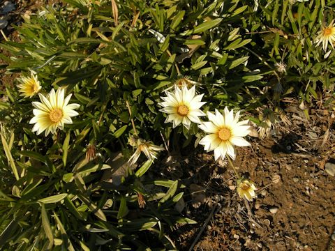 Gazania sp.