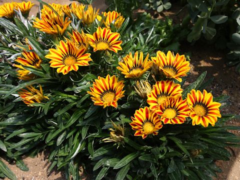 Gazania cv. Big Kiss Yellow