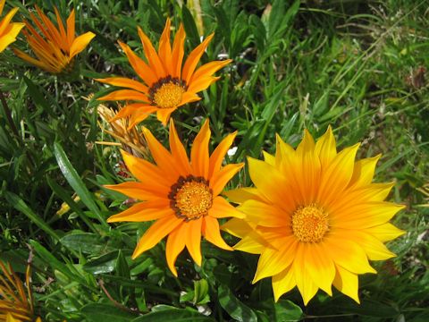 Gazania sp.