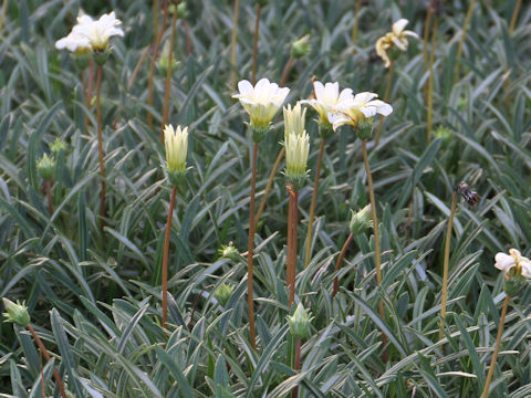 Gazania sp.