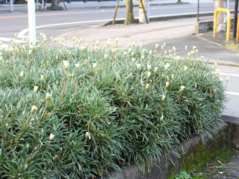 Gazania sp.