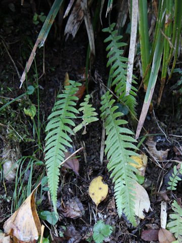 Thelypteris decursive-pinnata