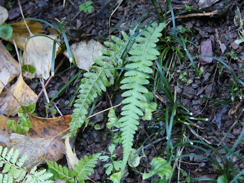 Thelypteris decursive-pinnata