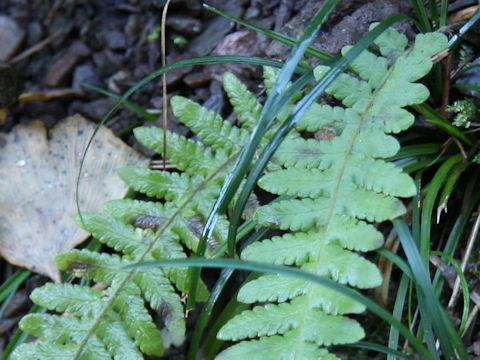 Thelypteris decursive-pinnata