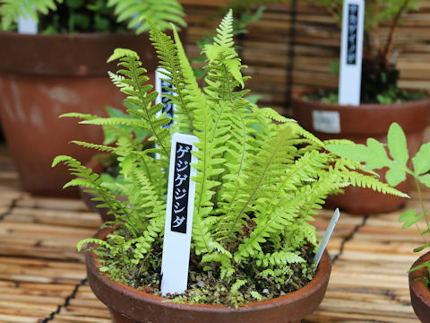 Thelypteris decursive-pinnata