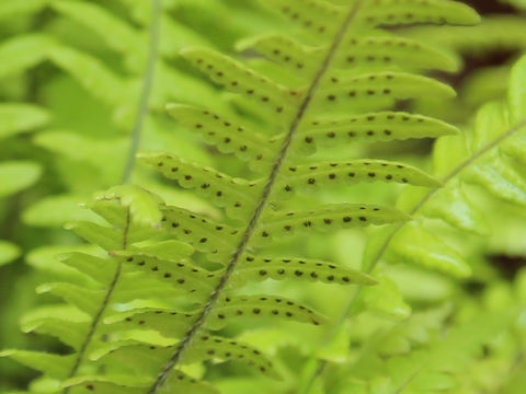 Thelypteris decursive-pinnata