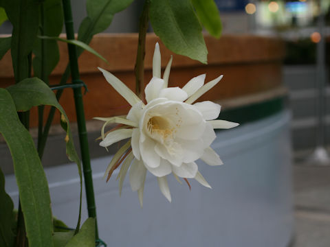 Epiphyllum oxypetalum