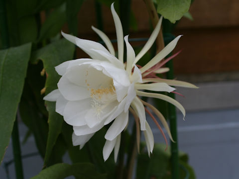 Epiphyllum oxypetalum