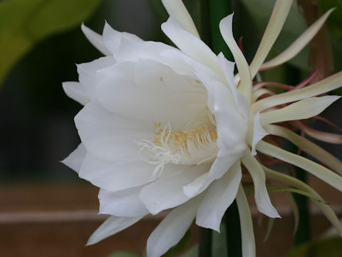 Epiphyllum oxypetalum