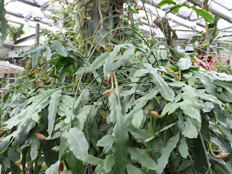 Epiphyllum oxypetalum