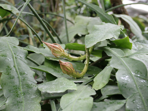 Epiphyllum oxypetalum