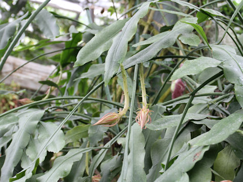 Epiphyllum oxypetalum