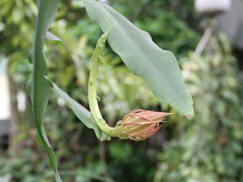 Epiphyllum oxypetalum