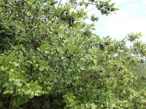 Laurus nobilis