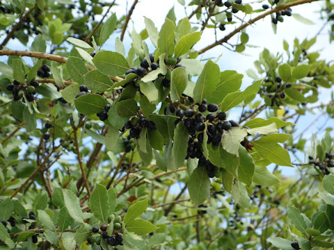 Laurus nobilis