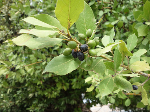 Laurus nobilis
