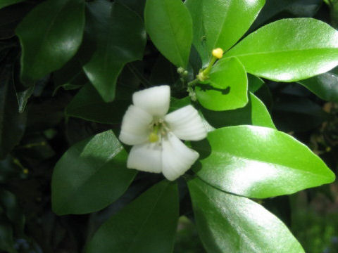 Murraya paniculata