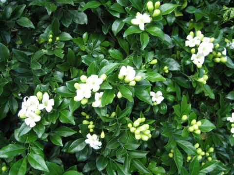 Murraya paniculata