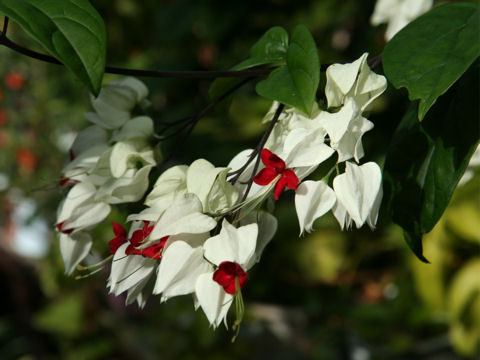 Clerodendrum thomsonae