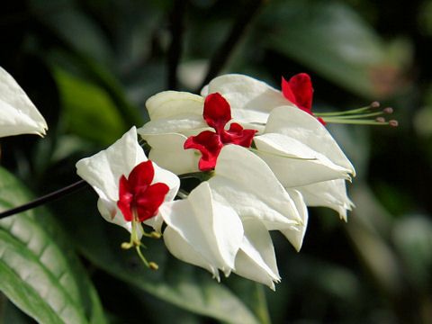 Clerodendrum thomsonae